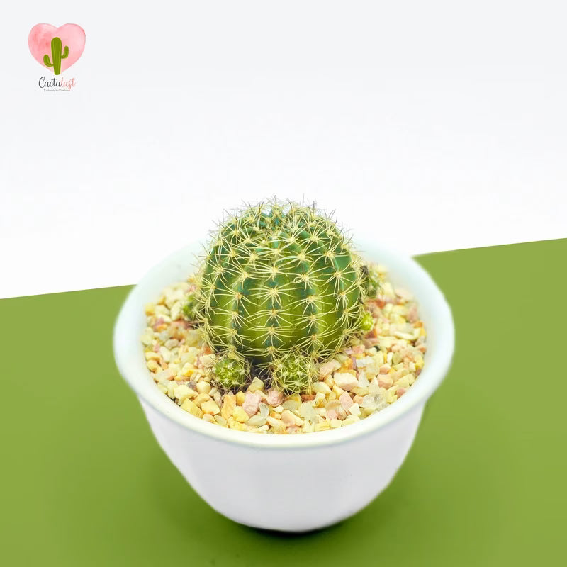 CT0004-PW-M 20200208-DSC_4503