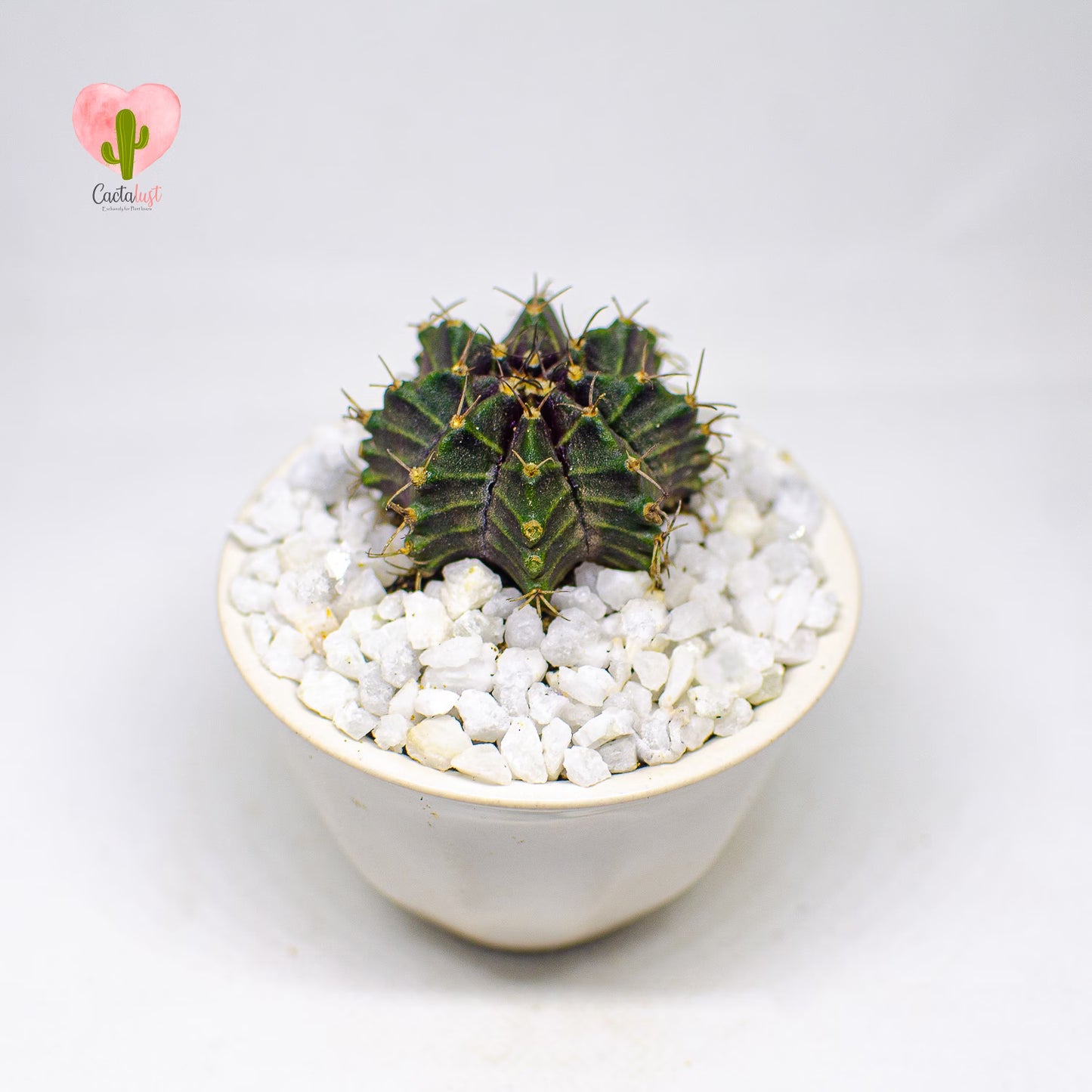 CT0030-PW-S _MNS6785-10-2-1