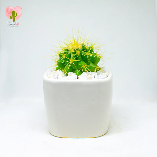 golden barrel cactus