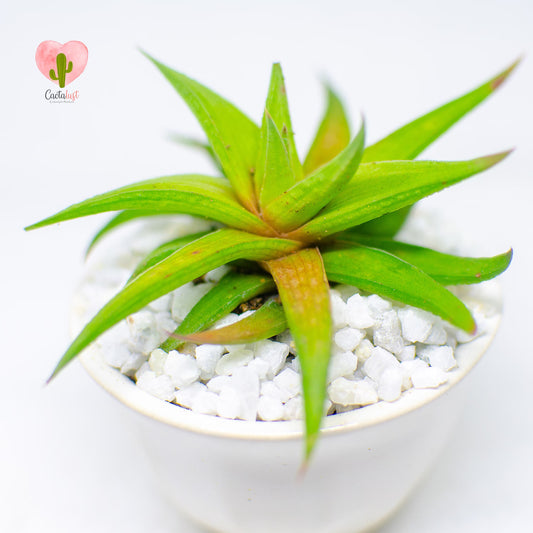HW008-PW-S _MNS6410-8