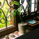 How to Style Your Home with Mini Potted Cacti and Succulents