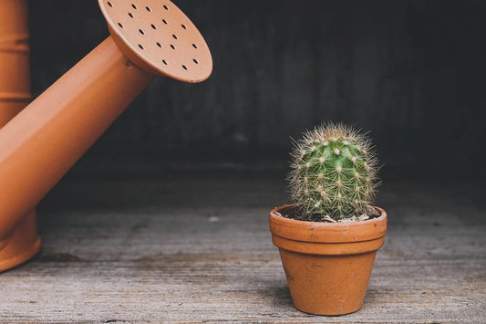 Instructions to use when you take care of your Cactus/ Succulent