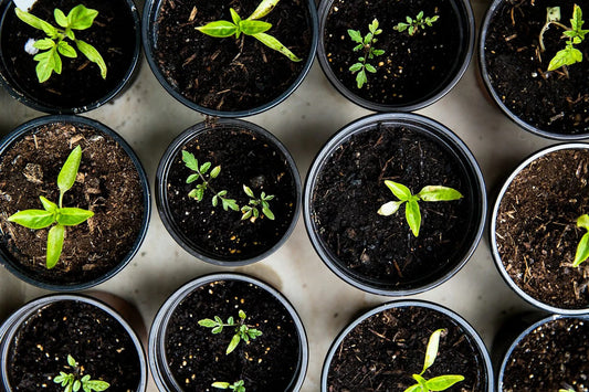 10 simple ways to make your lifestyle greener and kinder to the Earth on this World Environment Day