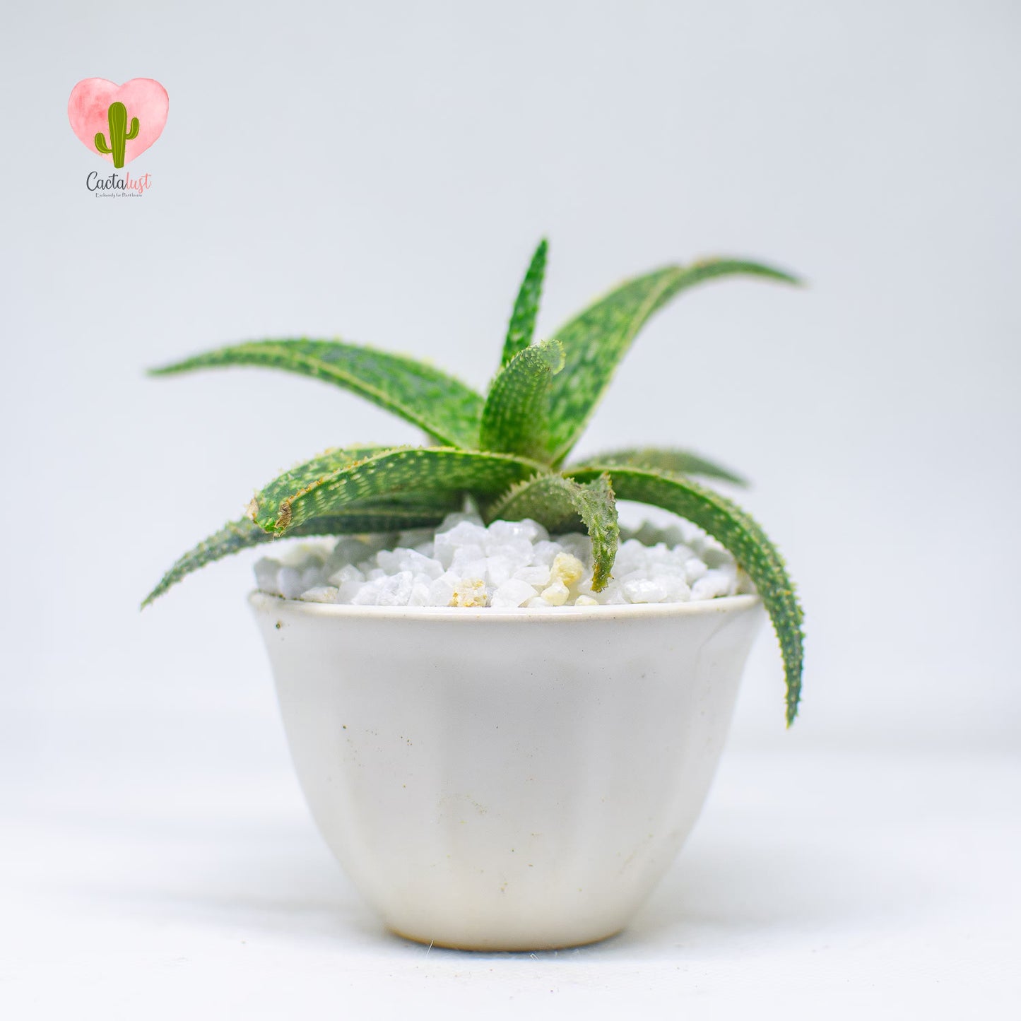 AL0005-PW-S _MNS6425-11