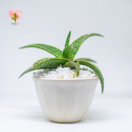 AL0005-PW-S _MNS6425-11