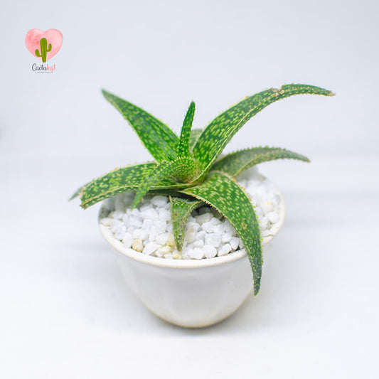 AL0005-PW-S _MNS6427-13