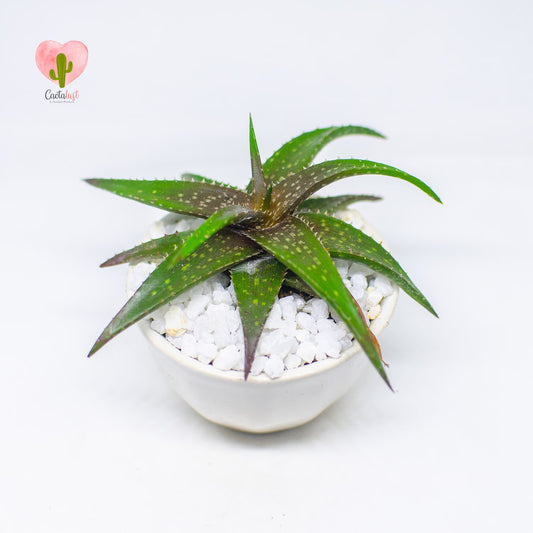 AL0008-PW-S _MNS6465-20