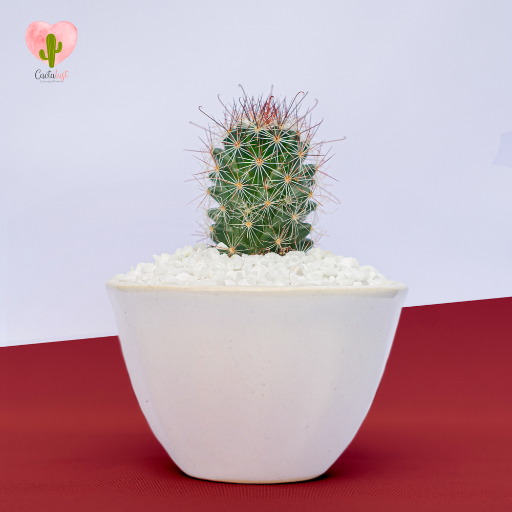 Hook Spine cactus