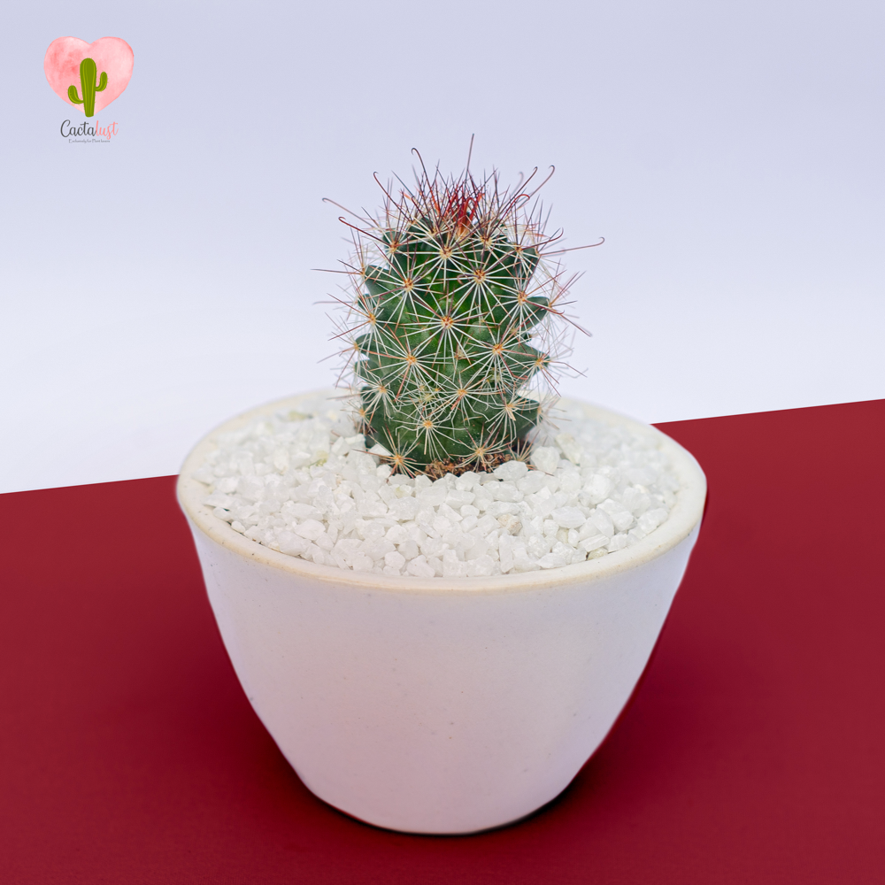 Hook Spine cactus