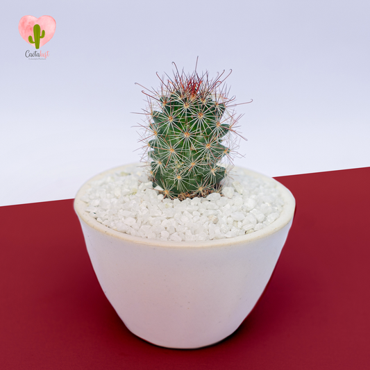 Hook Spine cactus