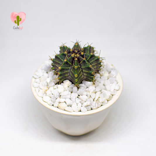 CT0030-PW-S _MNS6785-10-2-1
