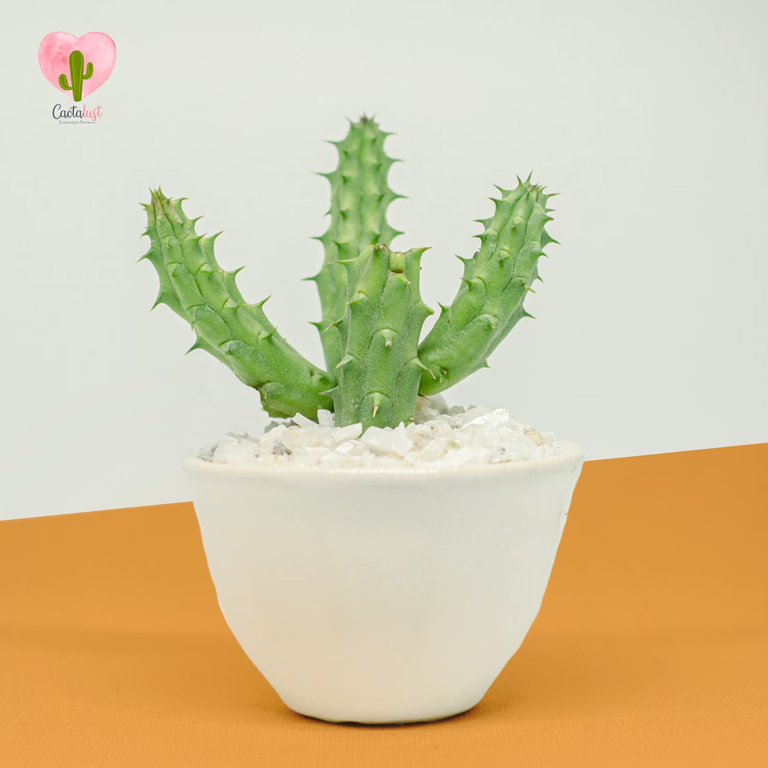 CT0042-PW-M _MNS2490-65