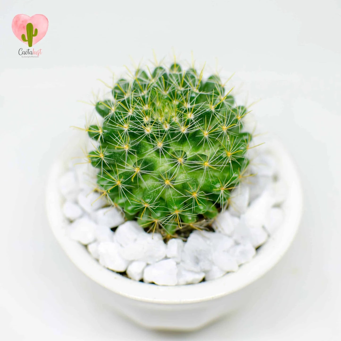 CT0047-PW-M MNS5149