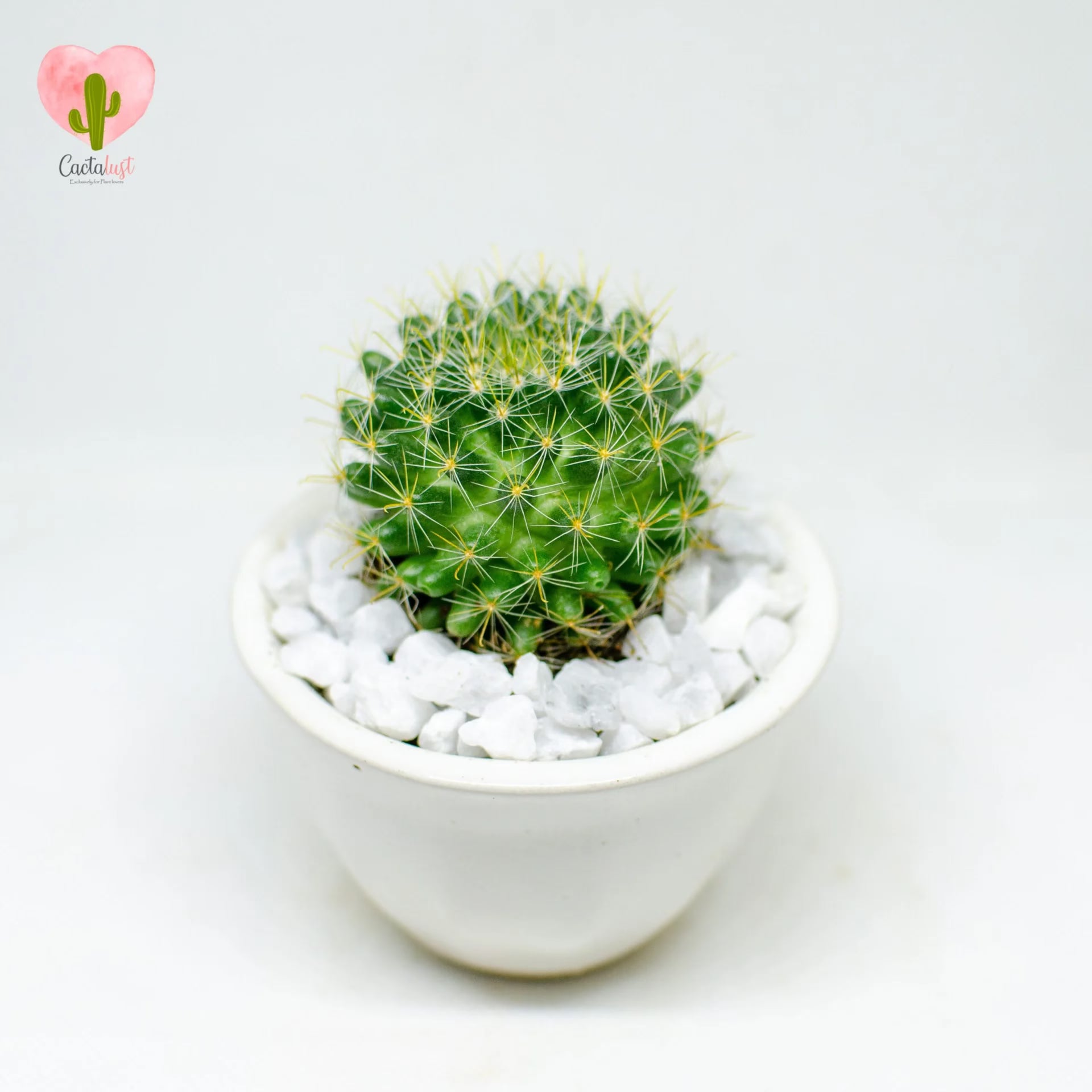 CT0047-PW-M _MNS5142