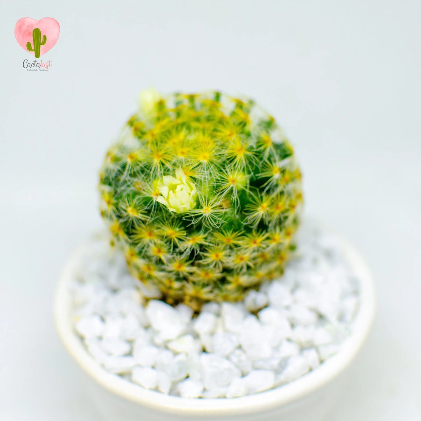 Schiede's pincushion cactus