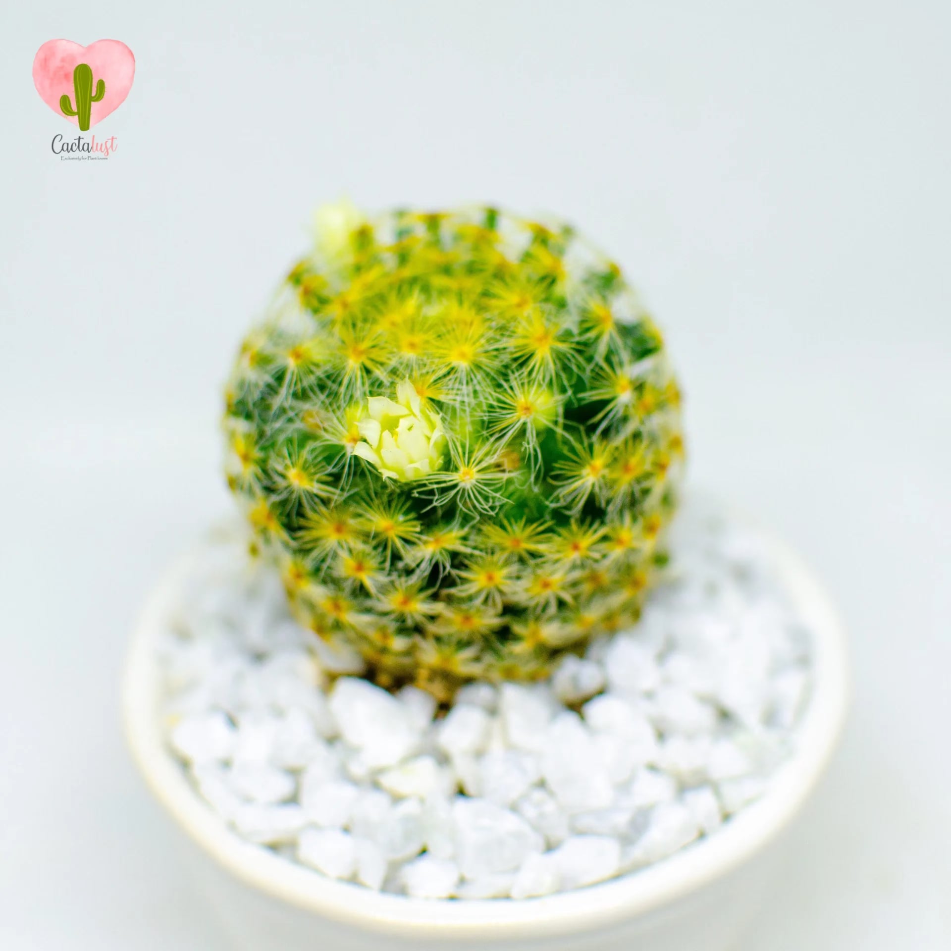 Schiede's pincushion cactus