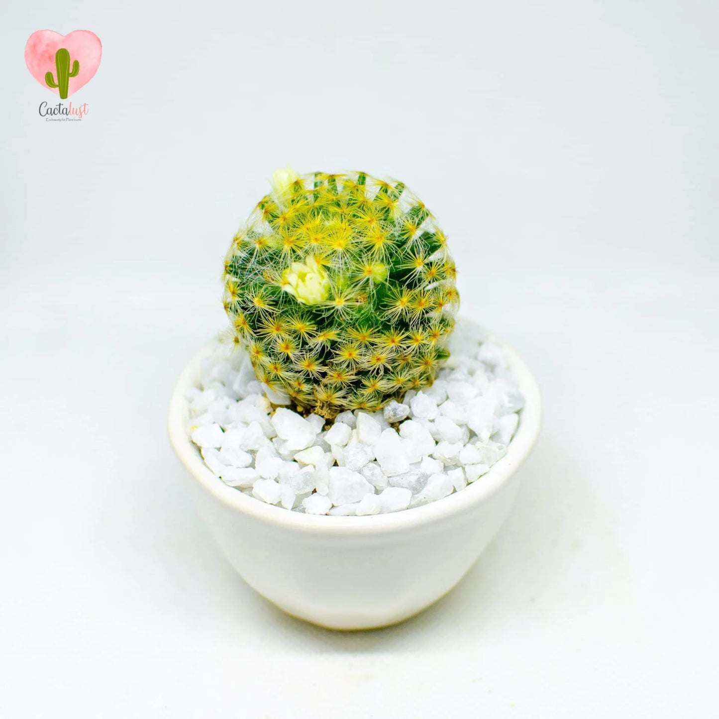 Schiede's pincushion cactus
