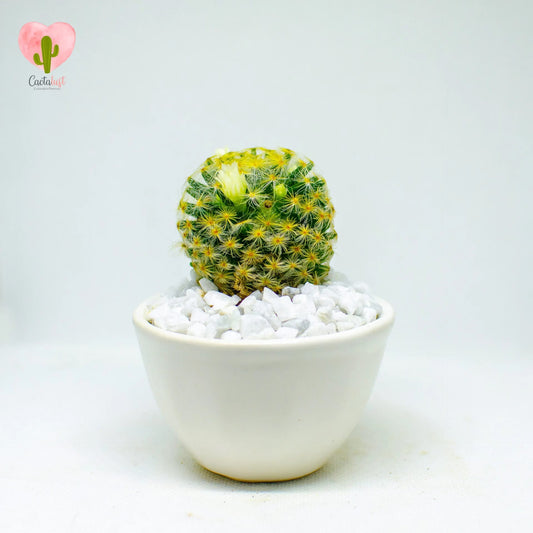 Schiede's pincushion cactus