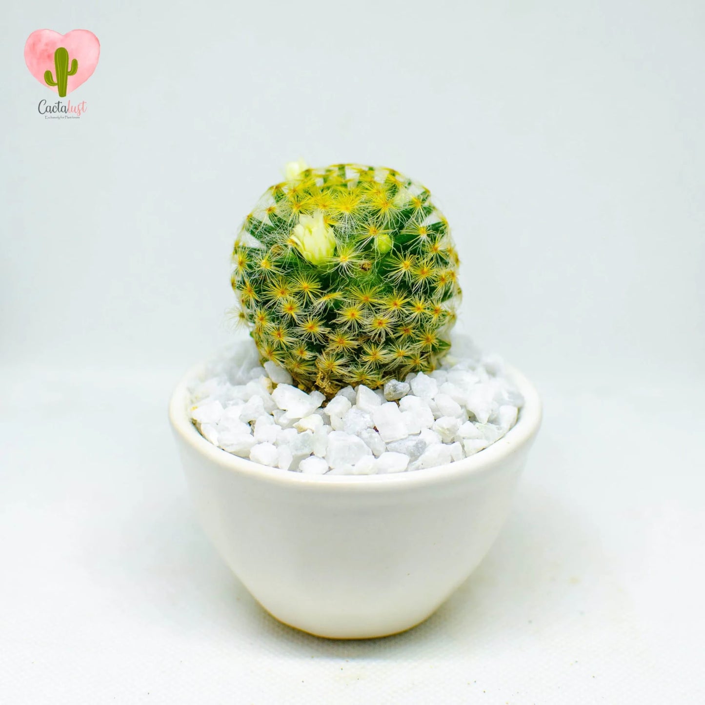 Schiede's pincushion cactus