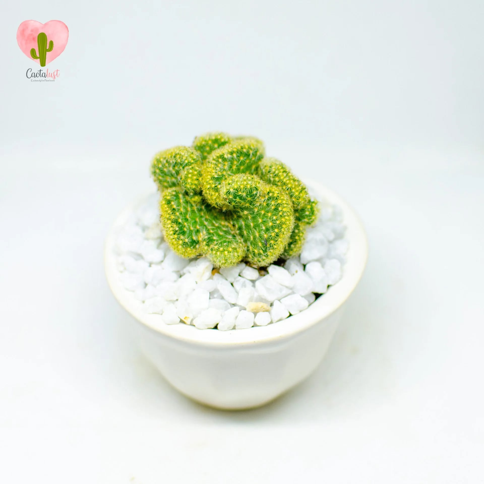 brain cactus