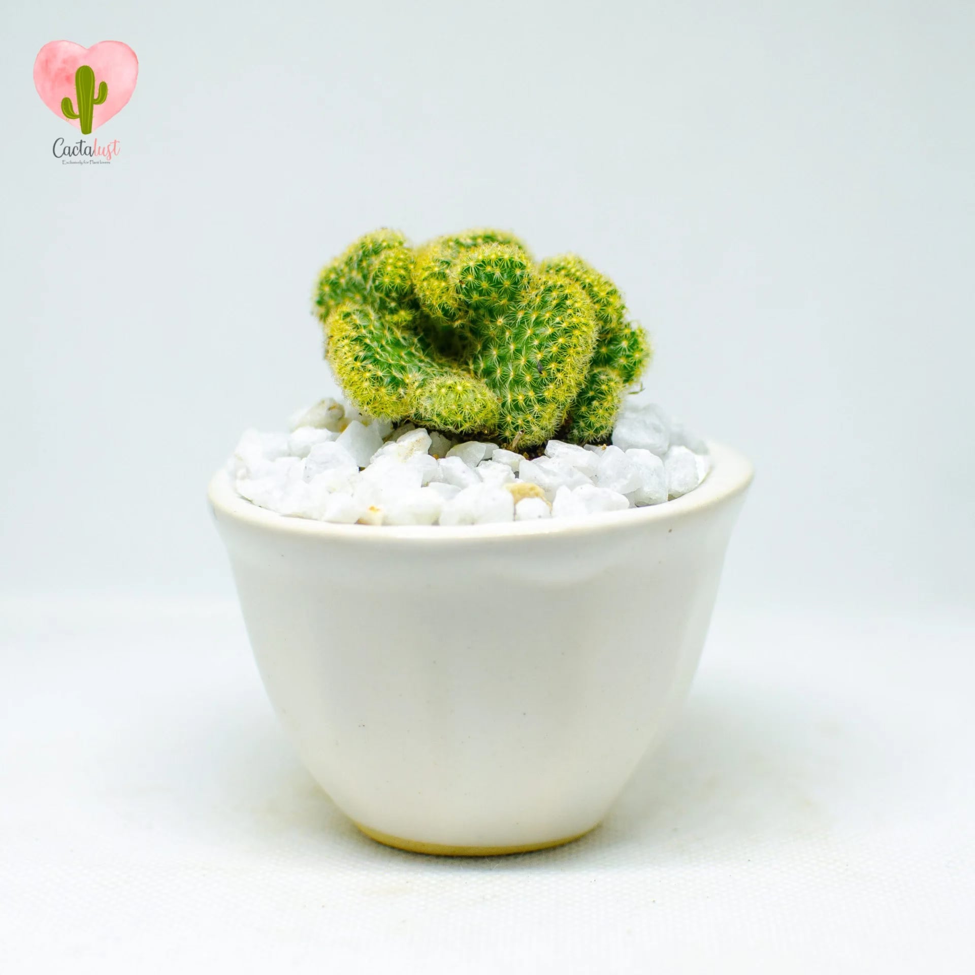 brain cactus