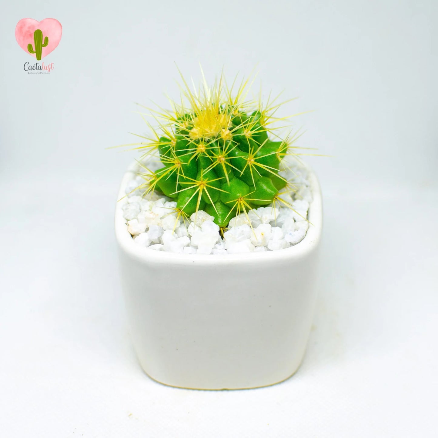 golden barrel cactus