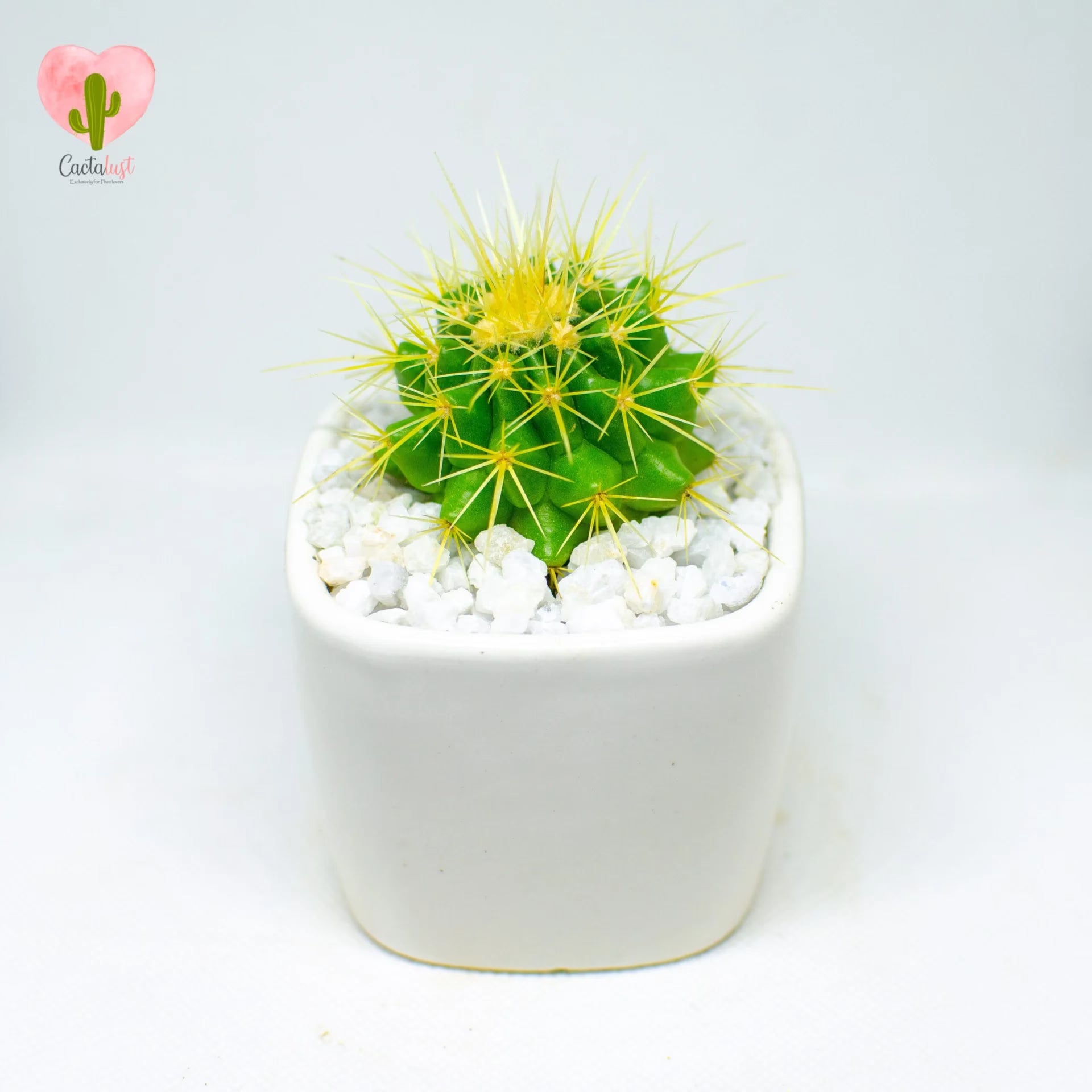 golden barrel cactus
