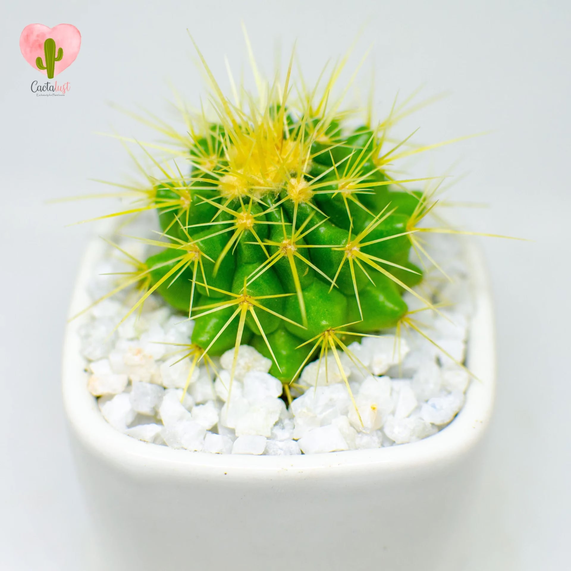 golden barrel cactus