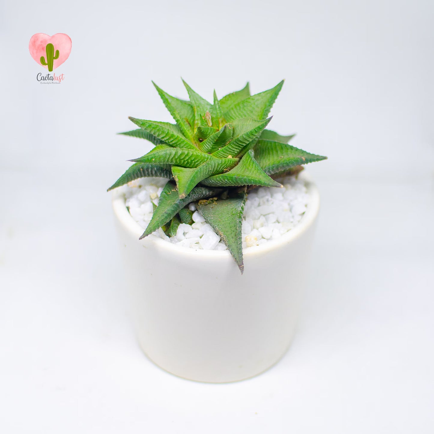 HW0009-PW-S _MNS6399-3
