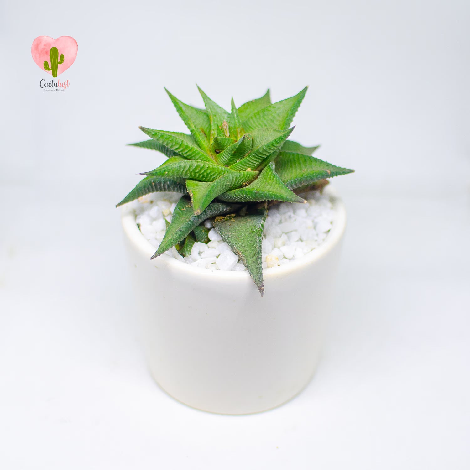 HW0009-PW-S _MNS6399-3