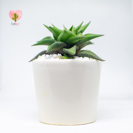 HW0009-PW-S _MNS6401-4