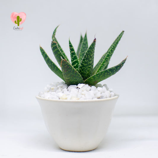 HW0010-PW-S _MNS6389-1