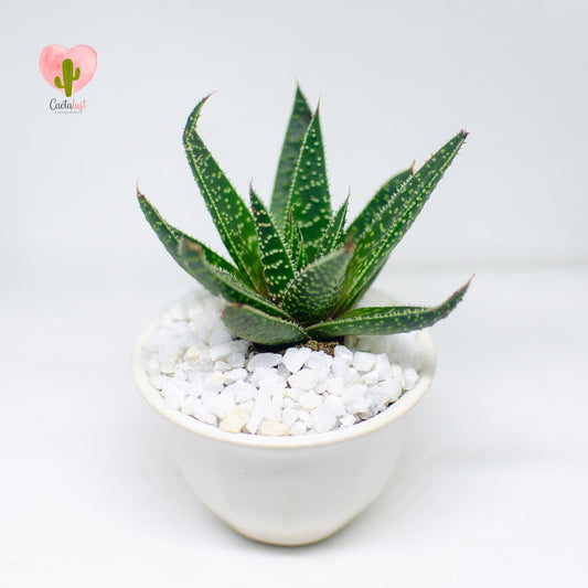 HW0010-PW-S _MNS6390-2