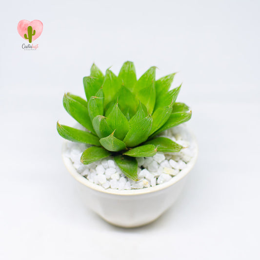 HW0011-PW-S _MNS6453-11