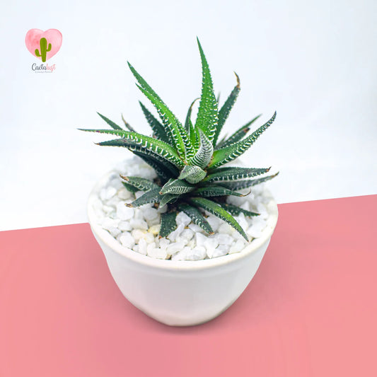 Zebra plant cactus