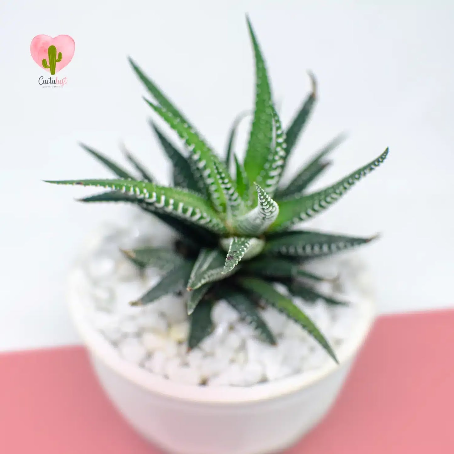 Zebra plant cactus