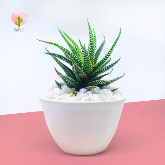 Zebra plant cactus