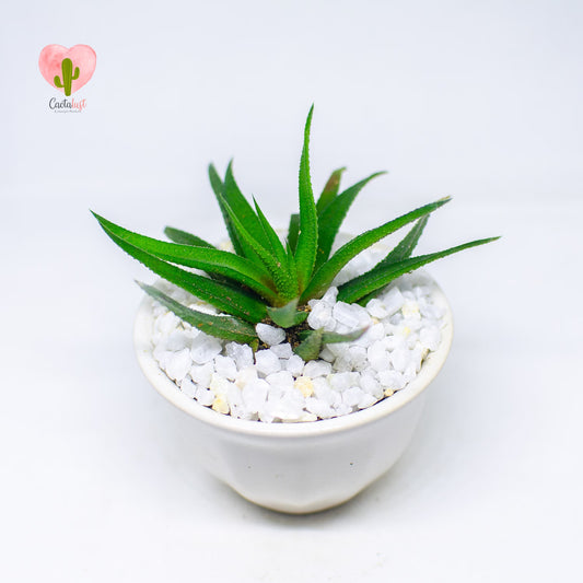 HW007-PW-S _MNS6443-9