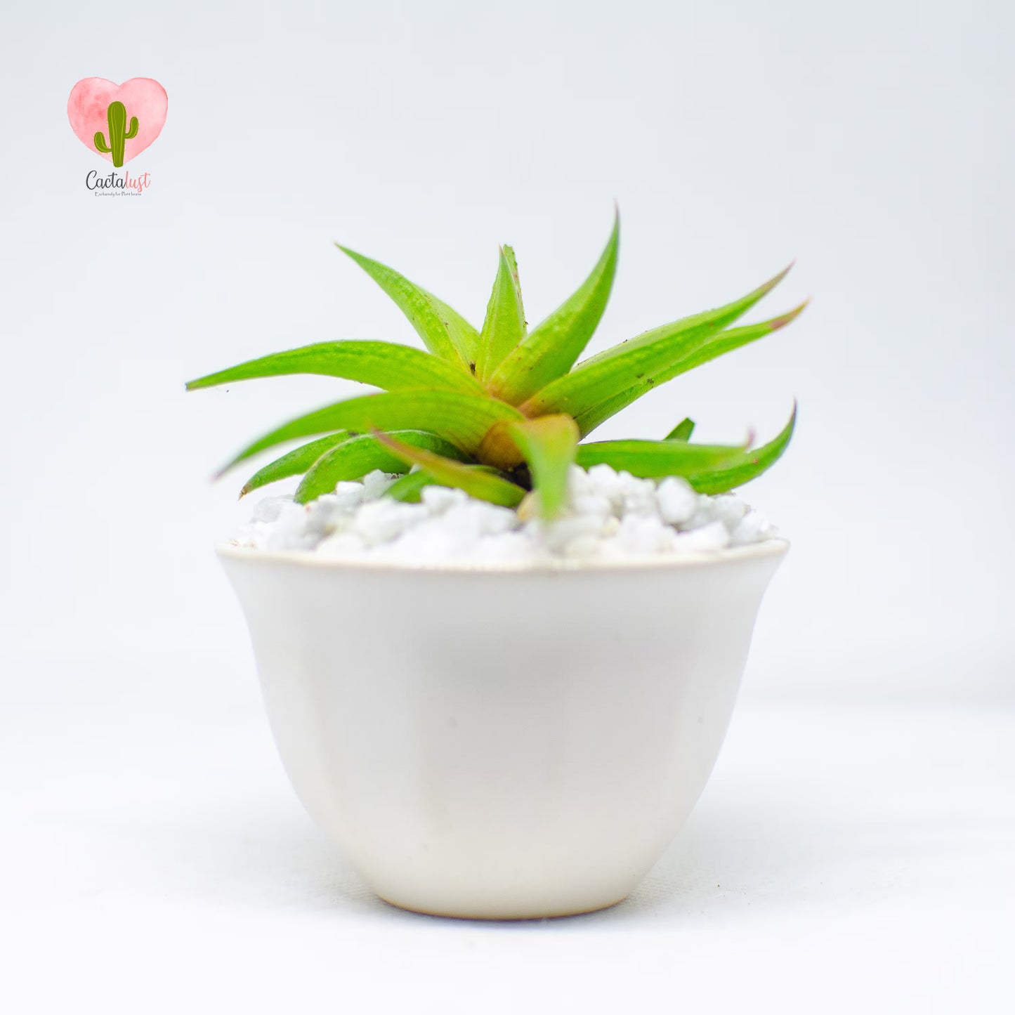 HW008-PW-S _MNS6408-7