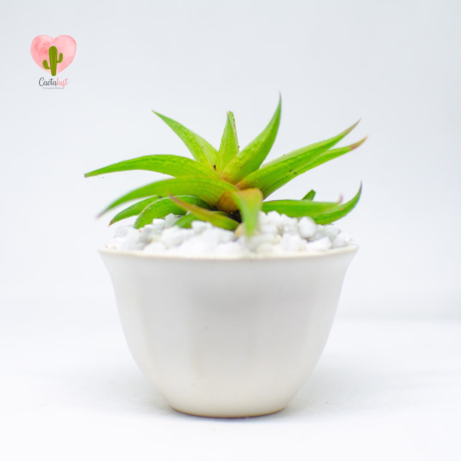 HW008-PW-S _MNS6408-7