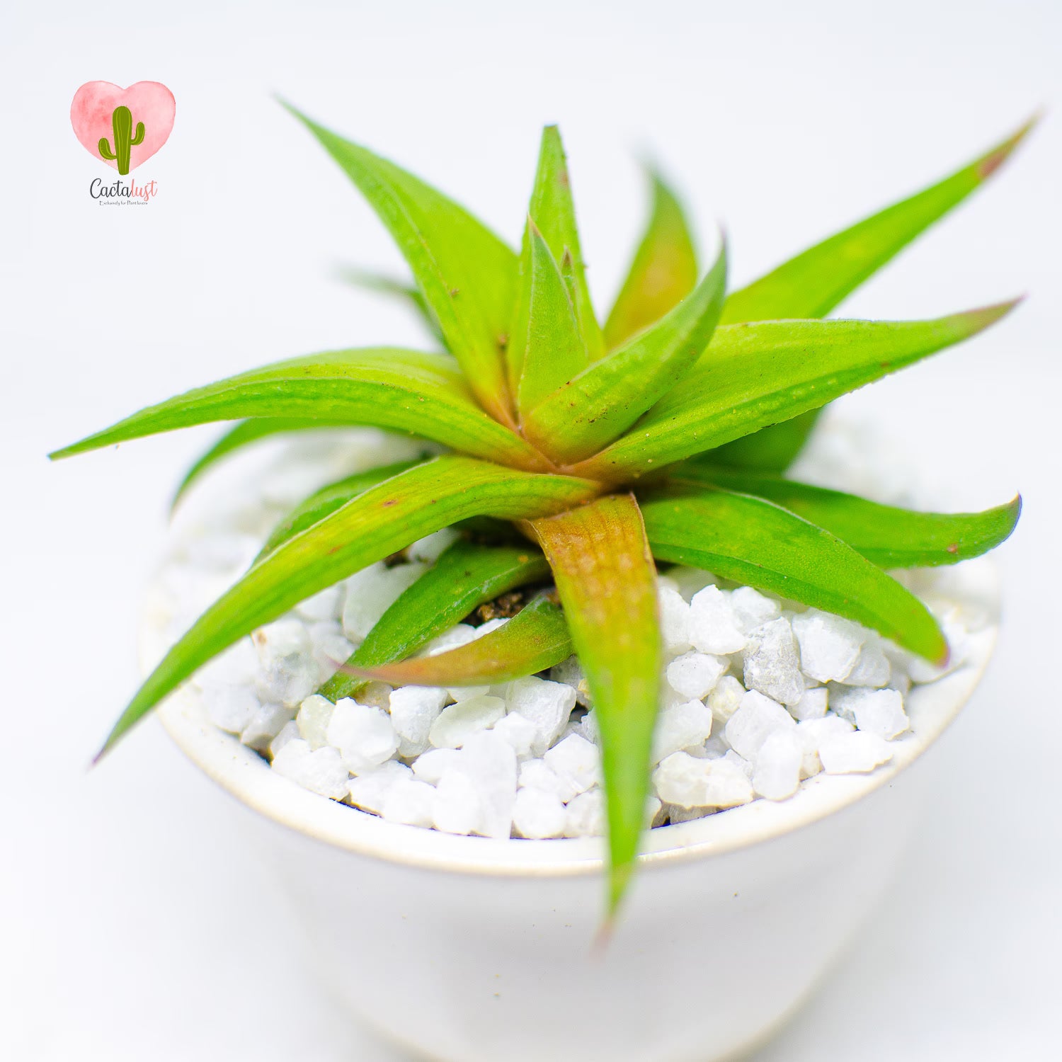 HW008-PW-S _MNS6410-8